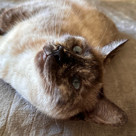 Meet your Posher, Sapphire - Picture 1 of 1